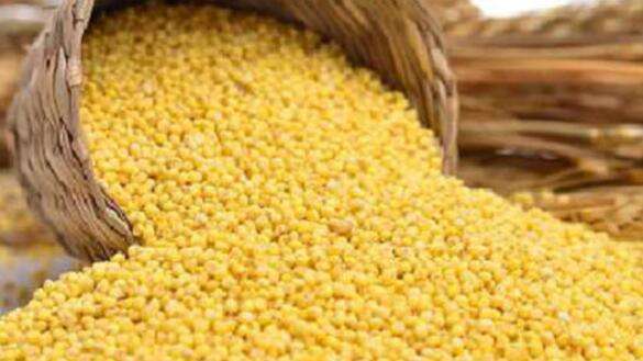 大黄米的功效与作用 吃大黄米的好处
