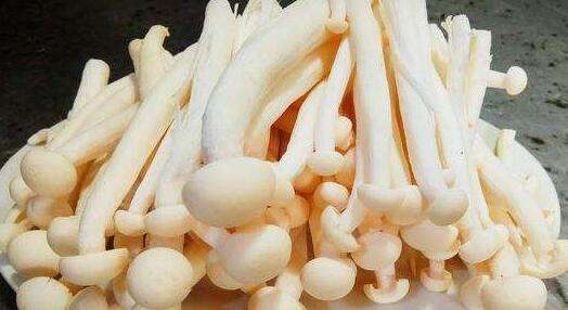 海鲜菇的功效与作用及禁忌
