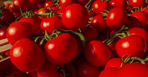晚餐吃番茄可以减肥吗